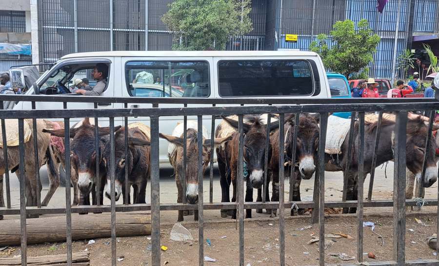 Donkeys in line at Merkato Market in Addis Ababa